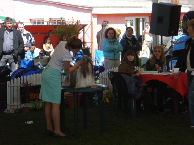 DSC04225 - expozitie de caini satu mare 2010