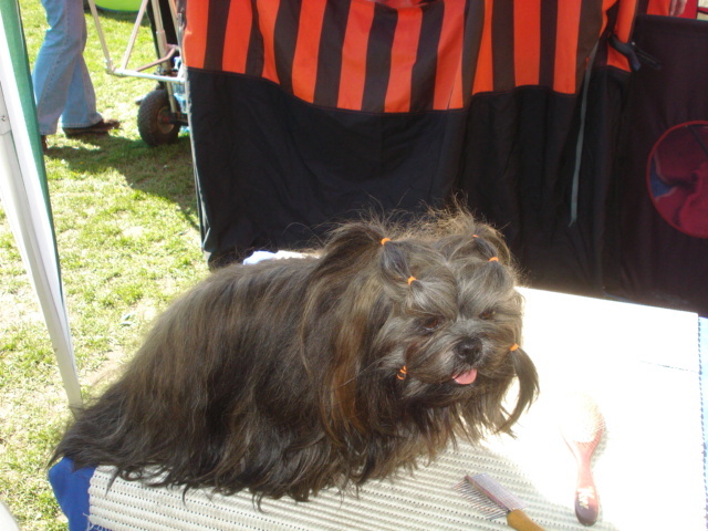 DSC04228 - expozitie de caini satu mare 2010
