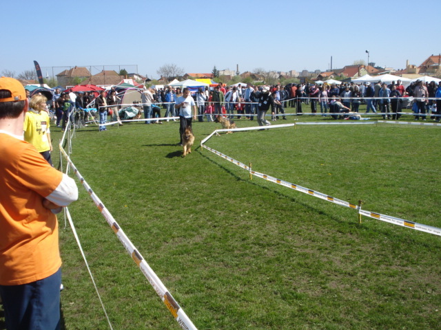 DSC04233 - expozitie de caini satu mare 2010