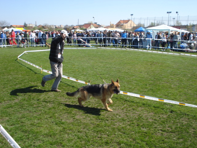 DSC04234 - expozitie de caini satu mare 2010