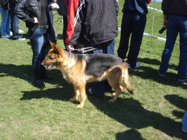 DSC04238 - expozitie de caini satu mare 2010