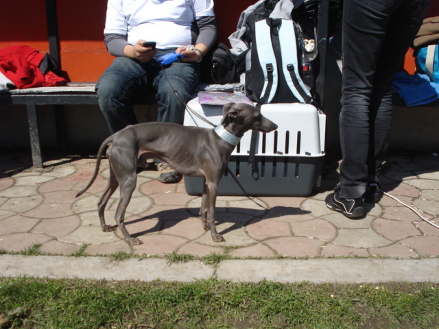 DSC04248 - expozitie de caini satu mare 2010