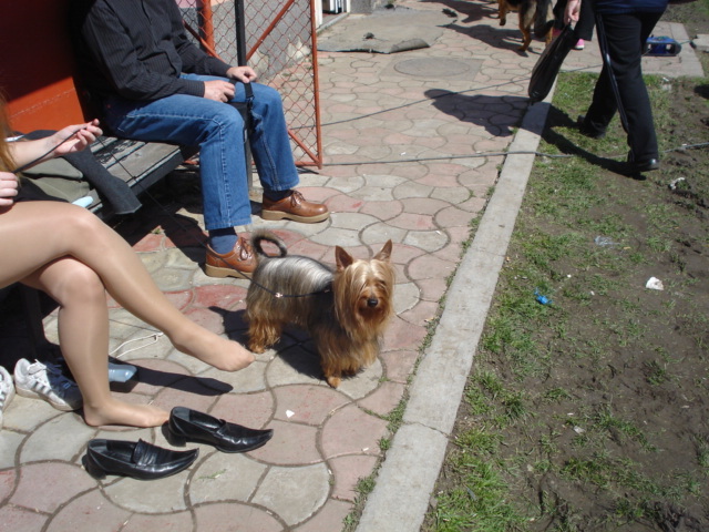 DSC04253 - expozitie de caini satu mare 2010
