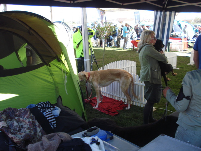 DSC04256 - expozitie de caini satu mare 2010