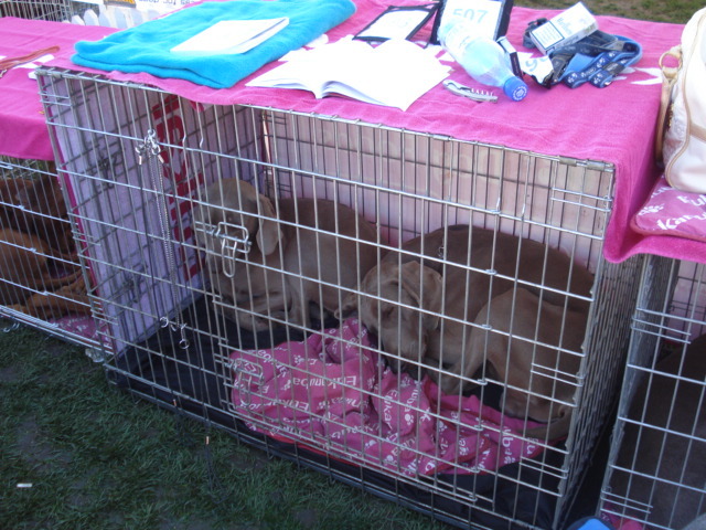 DSC04261 - expozitie de caini satu mare 2010