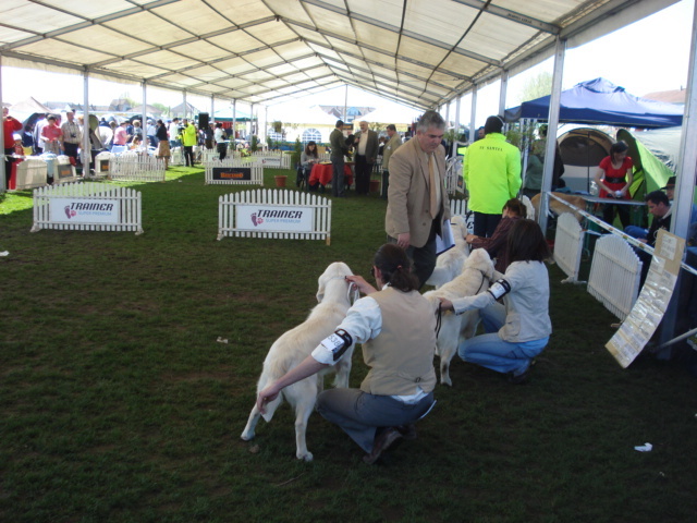 DSC04265 - expozitie de caini satu mare 2010