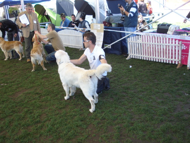 DSC04272 - expozitie de caini satu mare 2010