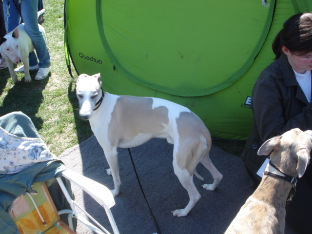 DSC04282 - expozitie de caini satu mare 2010