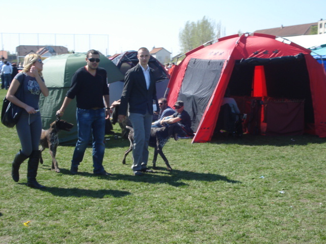 DSC04286 - expozitie de caini satu mare 2010