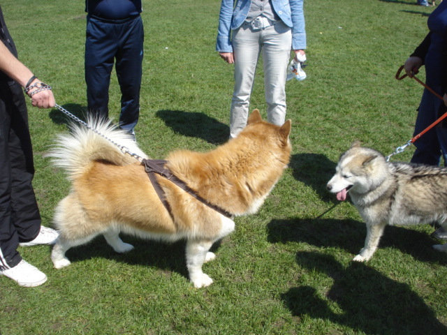 DSC04308 - expozitie de caini satu mare 2010