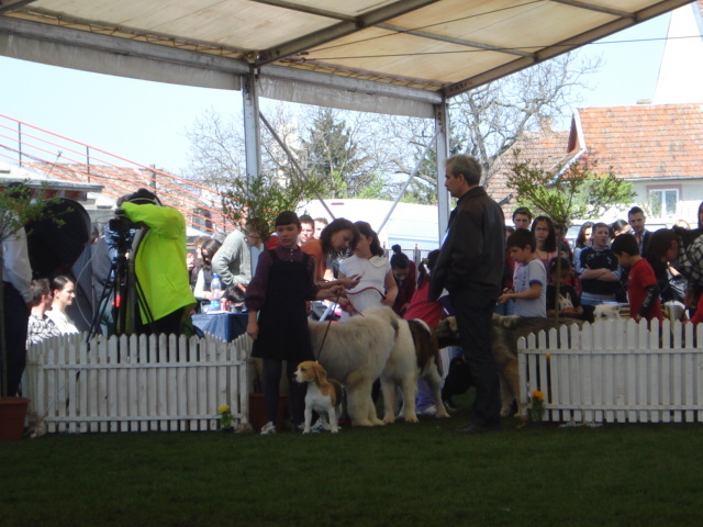 DSC04320 - expozitie de caini satu mare 2010