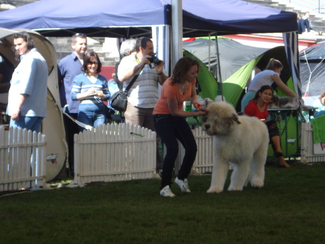 DSC04322 - expozitie de caini satu mare 2010