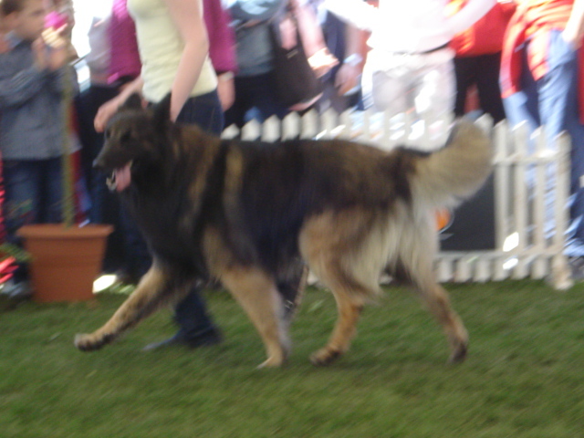DSC04324 - expozitie de caini satu mare 2010