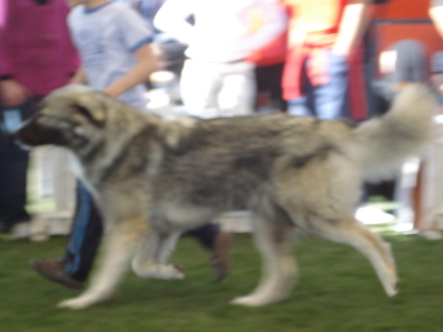 DSC04325 - expozitie de caini satu mare 2010