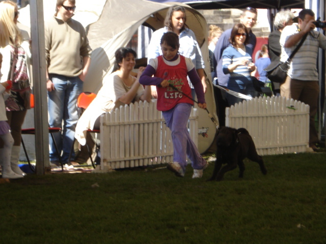 DSC04327 - expozitie de caini satu mare 2010