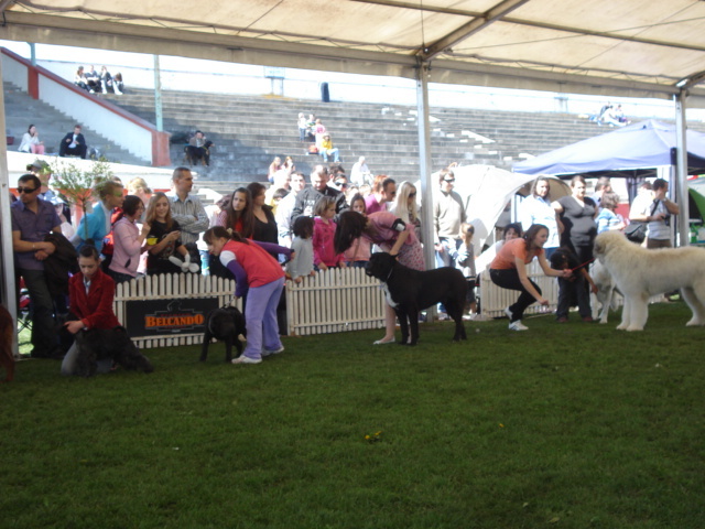 DSC04329 - expozitie de caini satu mare 2010