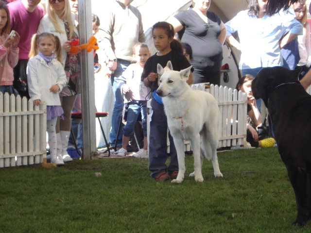 DSC04338 - expozitie de caini satu mare 2010