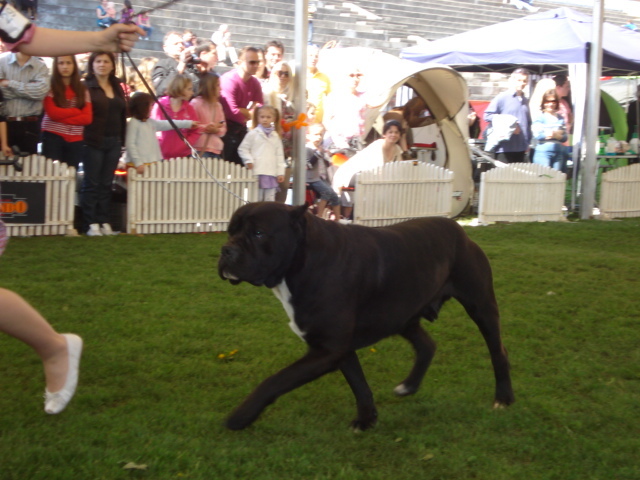 DSC04343 - expozitie de caini satu mare 2010