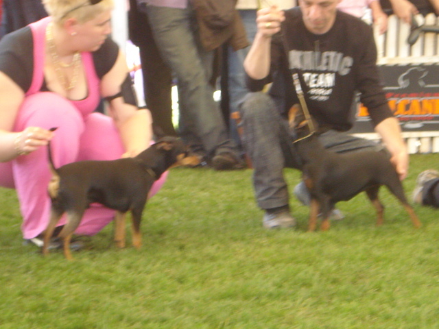 DSC04360 - expozitie de caini satu mare 2010