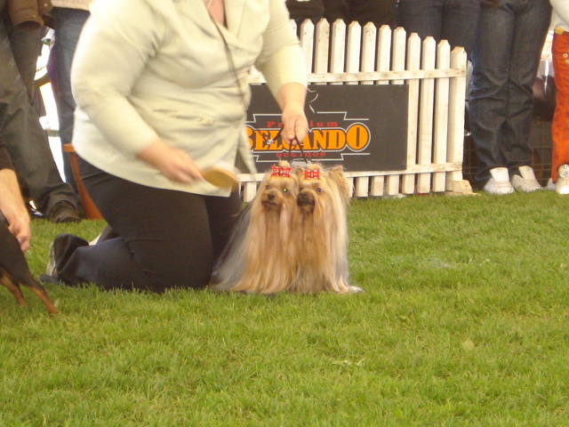DSC04363 - expozitie de caini satu mare 2010