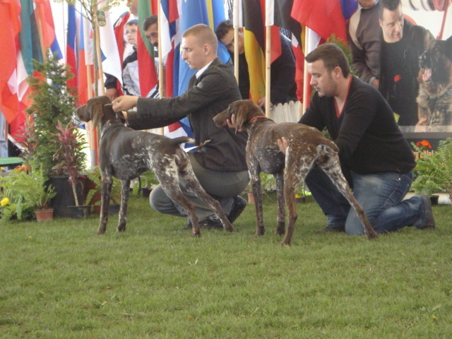 DSC04371 - expozitie de caini satu mare 2010