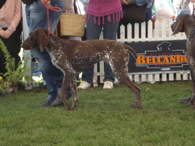 DSC04372 - expozitie de caini satu mare 2010