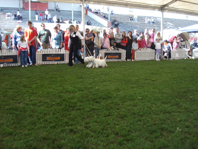 DSC04373 - expozitie de caini satu mare 2010