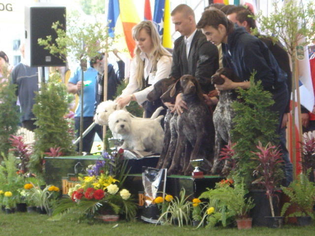 DSC04374 - expozitie de caini satu mare 2010
