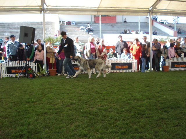 DSC04375 - expozitie de caini satu mare 2010