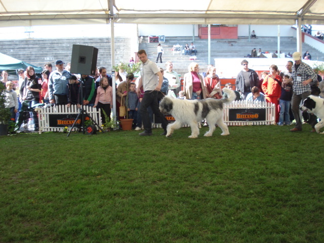 DSC04376 - expozitie de caini satu mare 2010