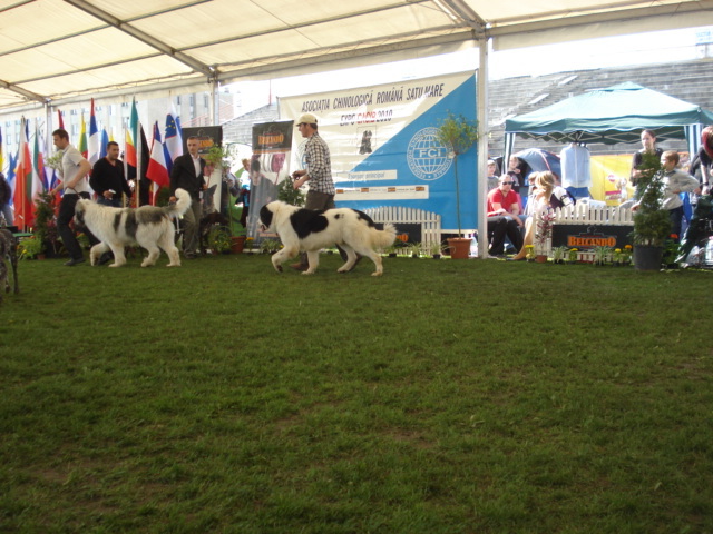 DSC04377 - expozitie de caini satu mare 2010