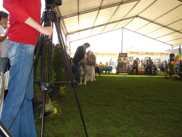 DSC04378 - expozitie de caini satu mare 2010
