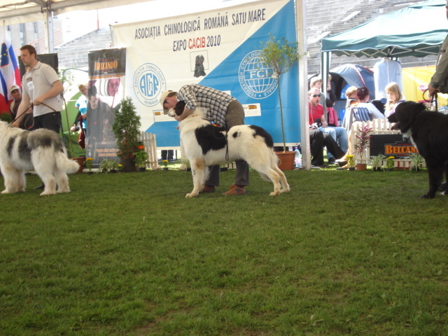DSC04381 - expozitie de caini satu mare 2010