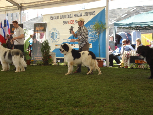 DSC04382 - expozitie de caini satu mare 2010