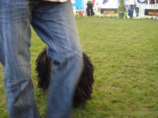 DSC04388 - expozitie de caini satu mare 2010