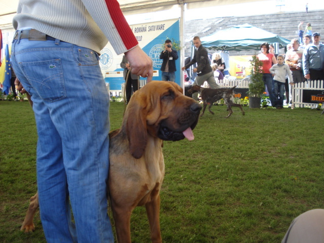 DSC04391 - expozitie de caini satu mare 2010