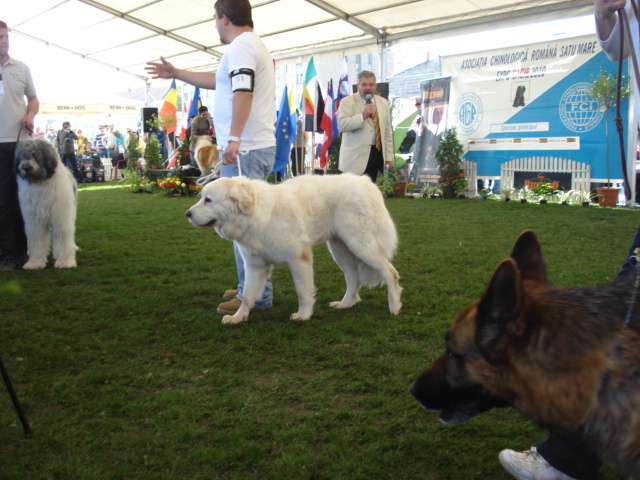 DSC04398 - expozitie de caini satu mare 2010