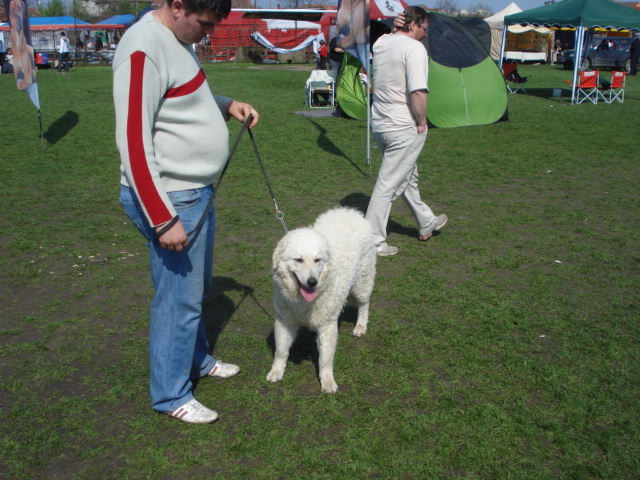 DSC04441 - expozitie de caini satu mare 2010