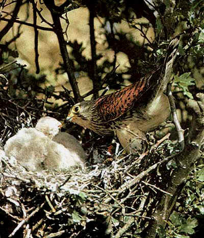 vinderel la cuib - VINDERELUL - FALCO TINNUNCULUS