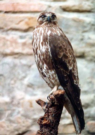 buteo_buteo