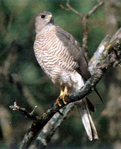 accipiter_brevipes - 56 ULIU CU PICIOARE SCURTE