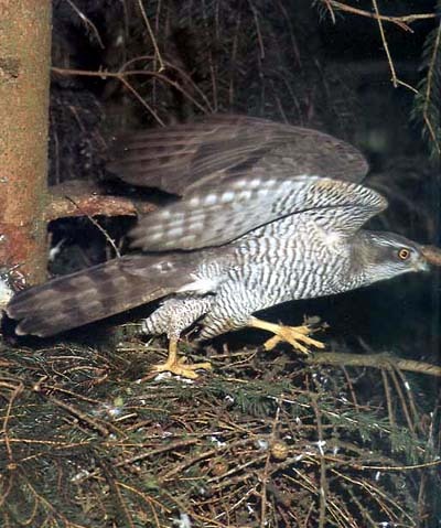 accipiter_gentilis