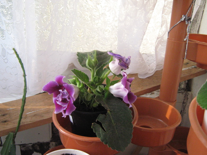 IMG_0276 - gloxinia mov dublu2010  2011