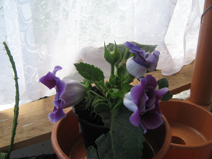 IMG_0286 - gloxinia mov dublu2010  2011