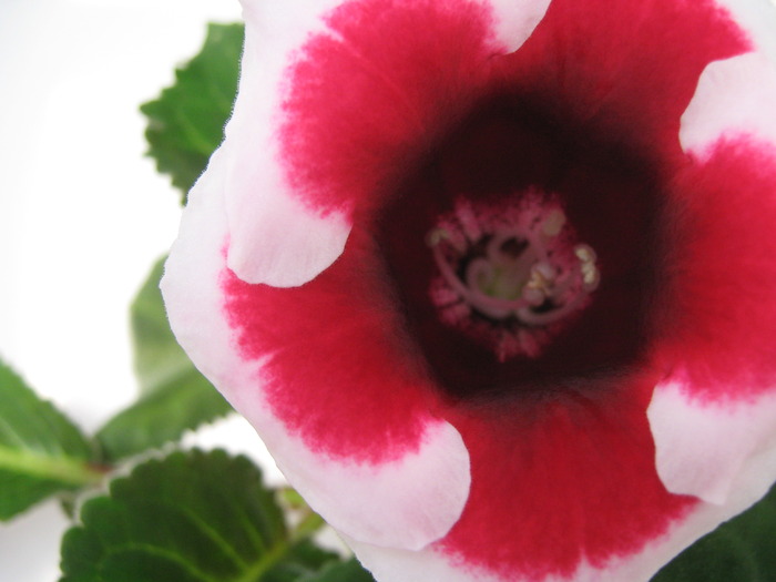 IMG_0278 - gloxinia rosie cu bordura alba2010