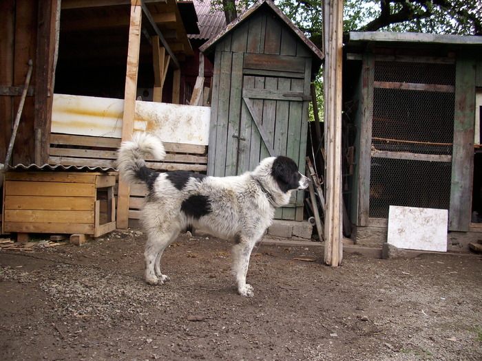 DSCI0354 - Ciobanesc de bucovina-mascul