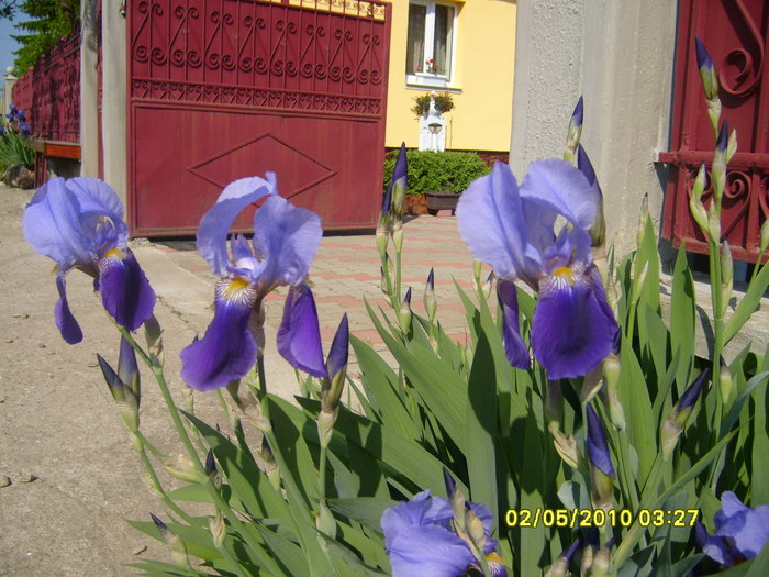iris albastru