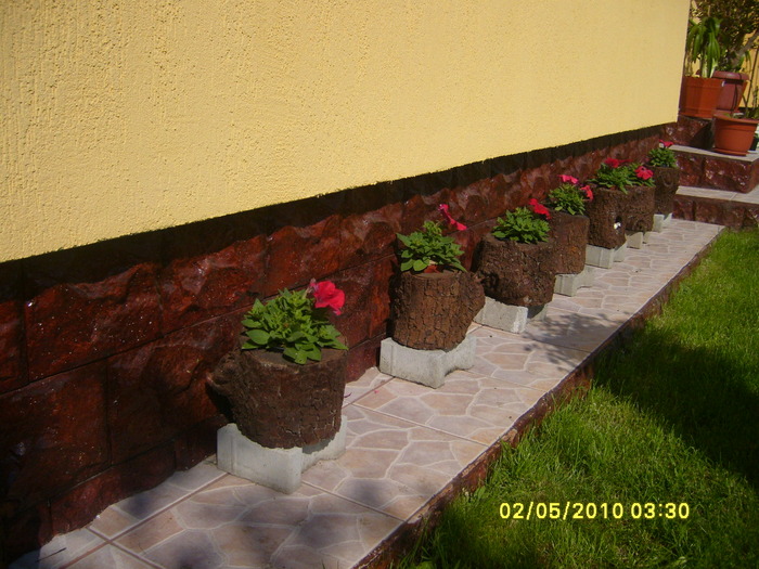 butuci cu petunii - Acasa 2010