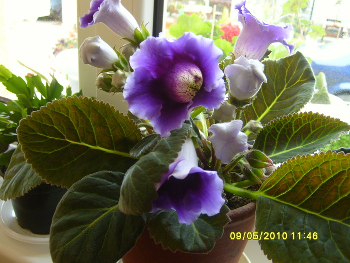 gloxinia mov