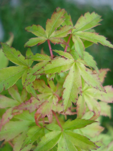 Acer palmatum Katsura (2010, May 04)